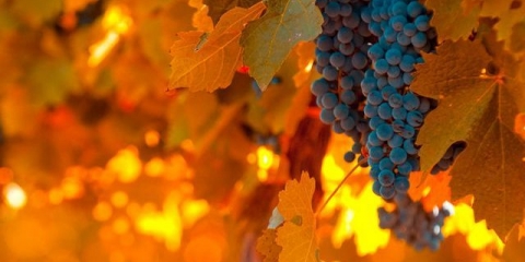 Pravilna njega grožđa u jesen